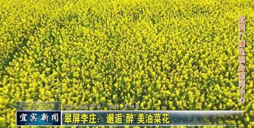 油菜在线视频,在线视频带你轻松掌握