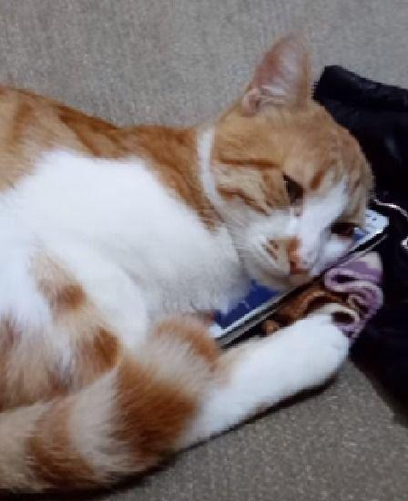 橘猫自拍在线视频,萌态百出，网络红人新宠